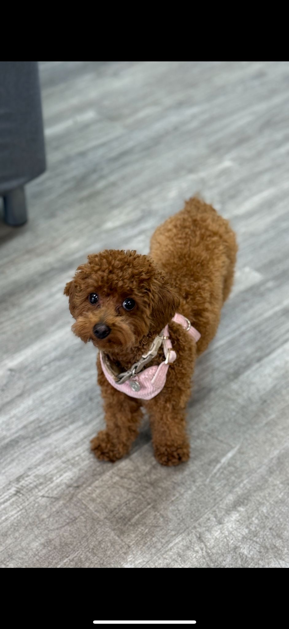 Image of Susi, Lost Dog