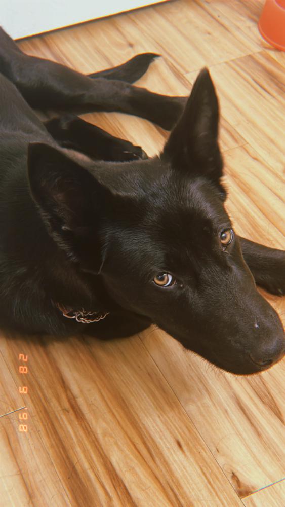 Image of Unknown, Found Dog