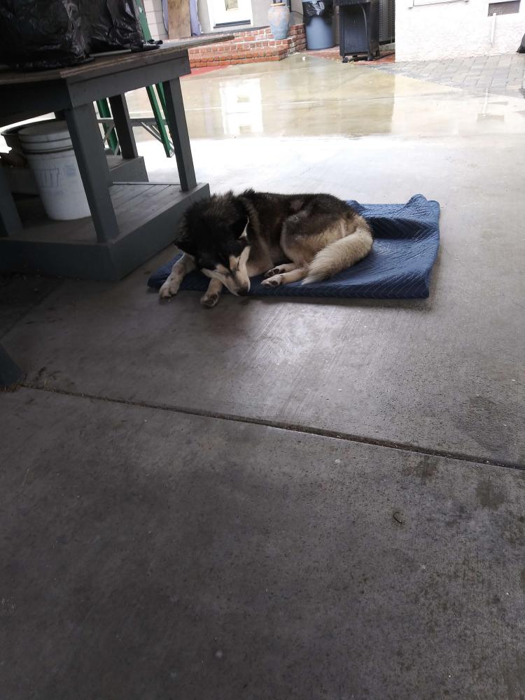 Image of Unknown, Found Dog