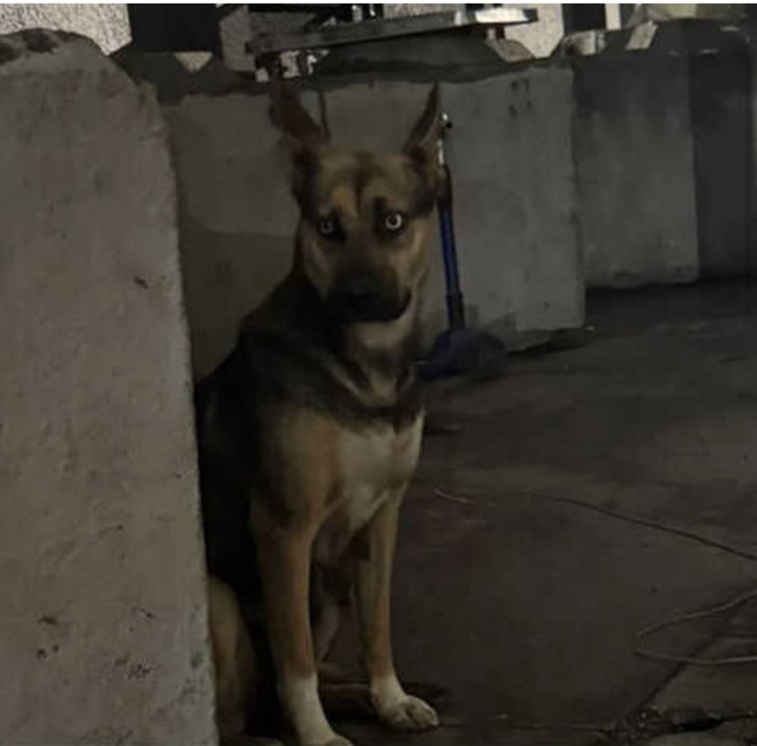 Image of Unknown, Lost Dog