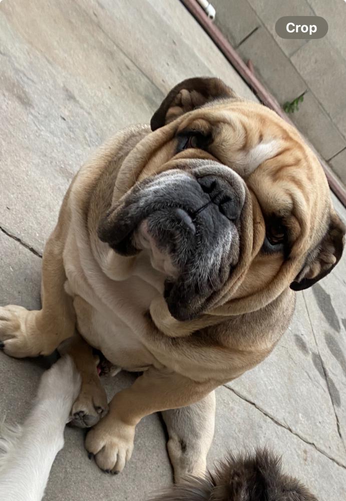 Image of Beefy, Lost Dog
