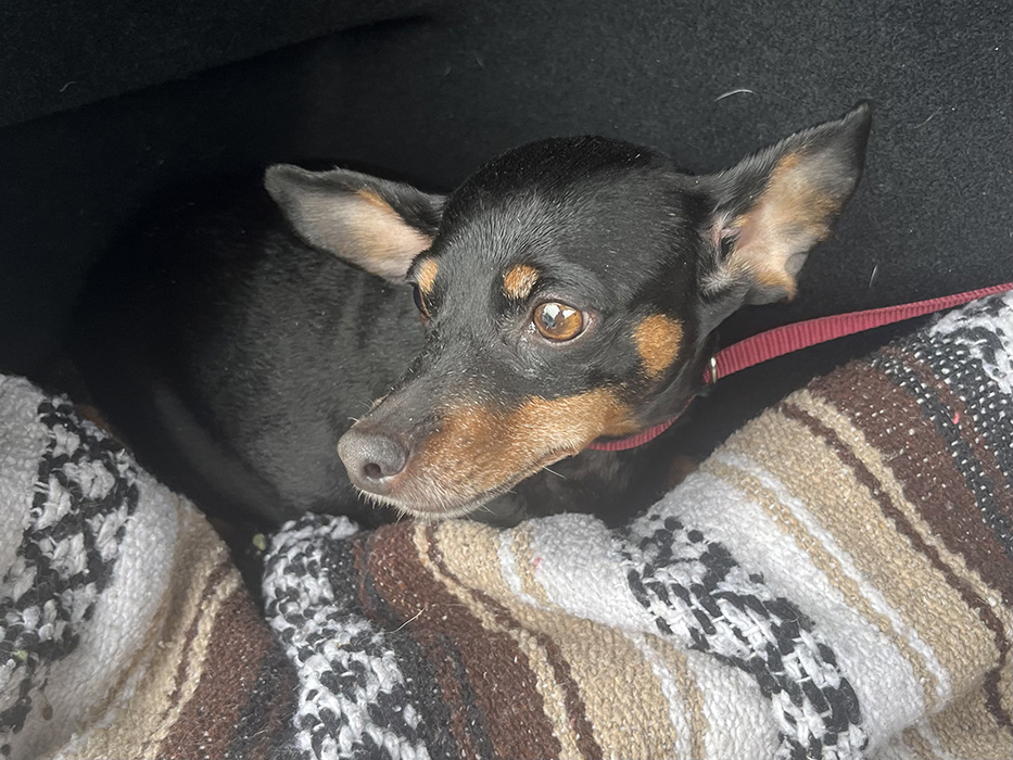 Image of unknown, Found Dog