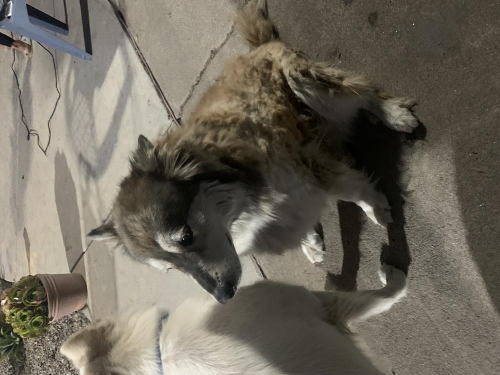 Image of Hendrix, Lost Dog