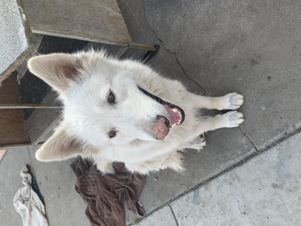 Image of Luna, Lost Dog