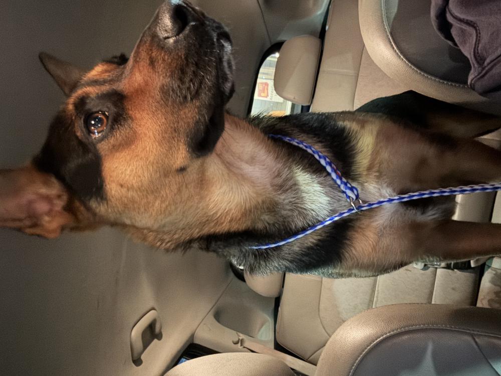 Image of Unknown, Found Dog