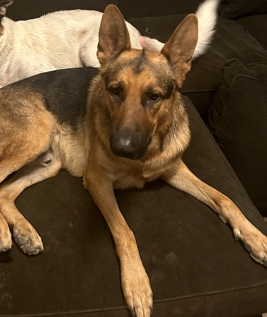 Image of Blaze, Lost Dog