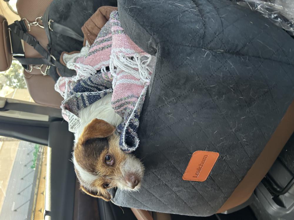 Image of unknown, Lost Dog