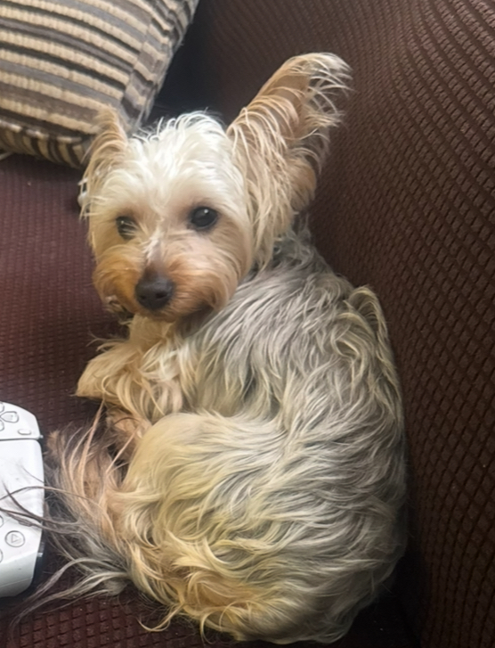Image of Chanel, Lost Dog