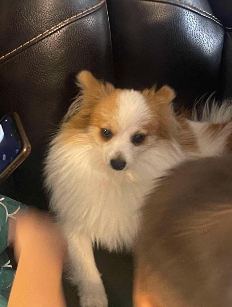 Image of Buddy, Lost Dog
