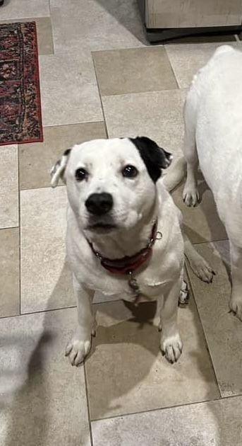Image of Charlie, Lost Dog