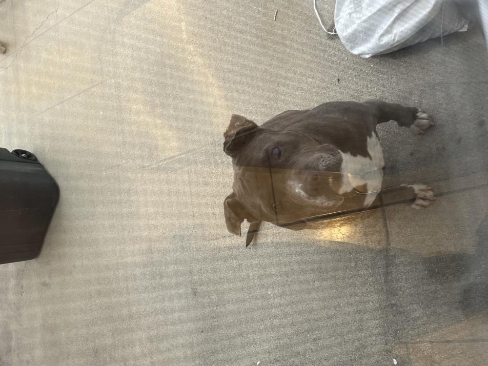 Image of Unknown, Found Dog