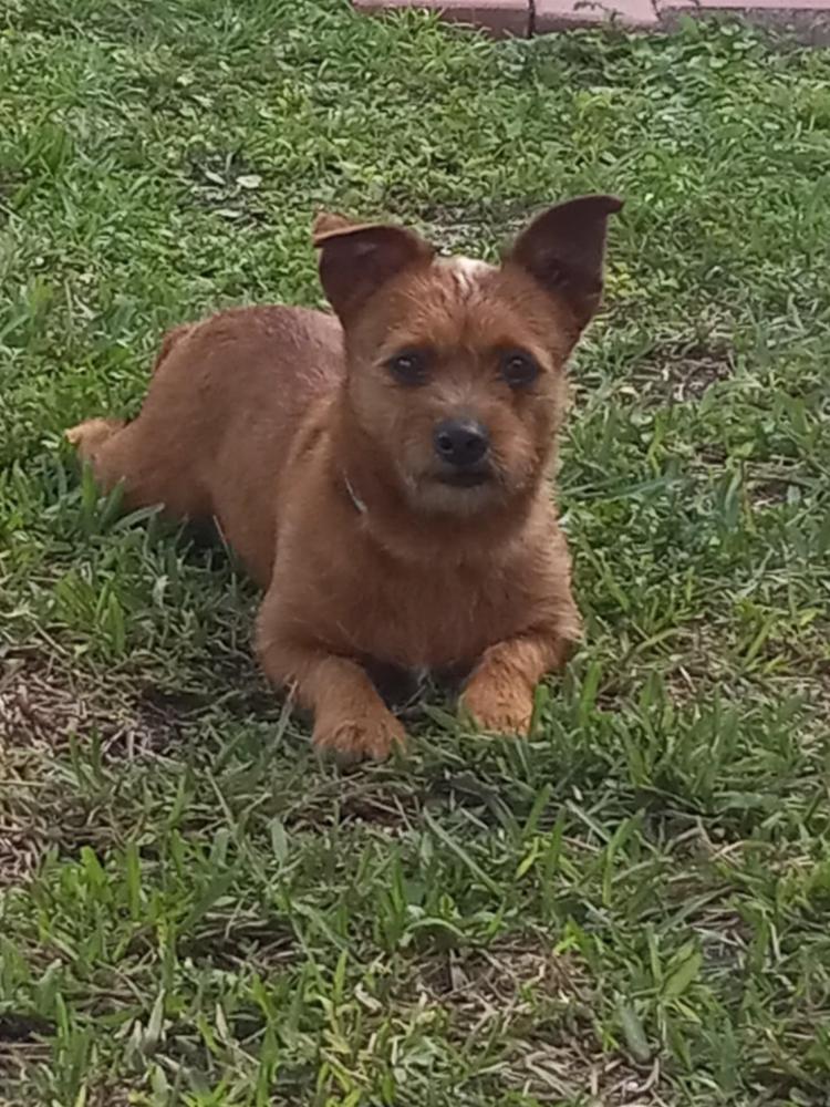 Image of TJ, Lost Dog