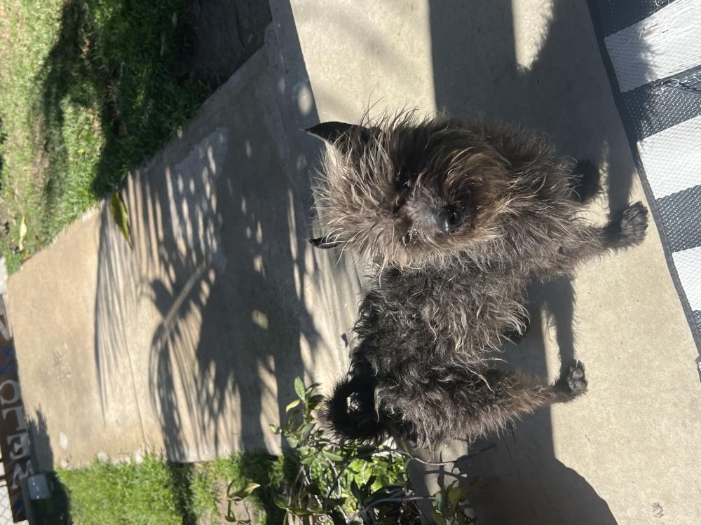 Image of Unknown, Found Dog