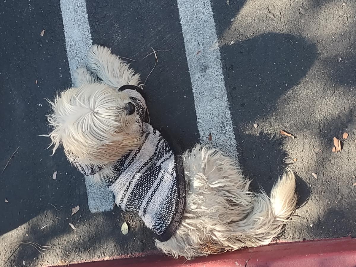 Image of Bear, Lost Dog