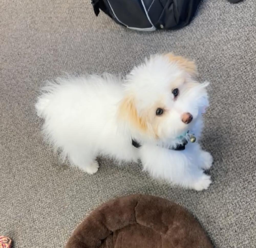 Image of Aspen, Lost Dog
