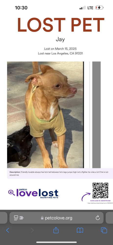 Image of Jay, Lost Dog