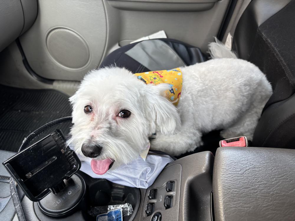 Image of Ziggy, Lost Dog