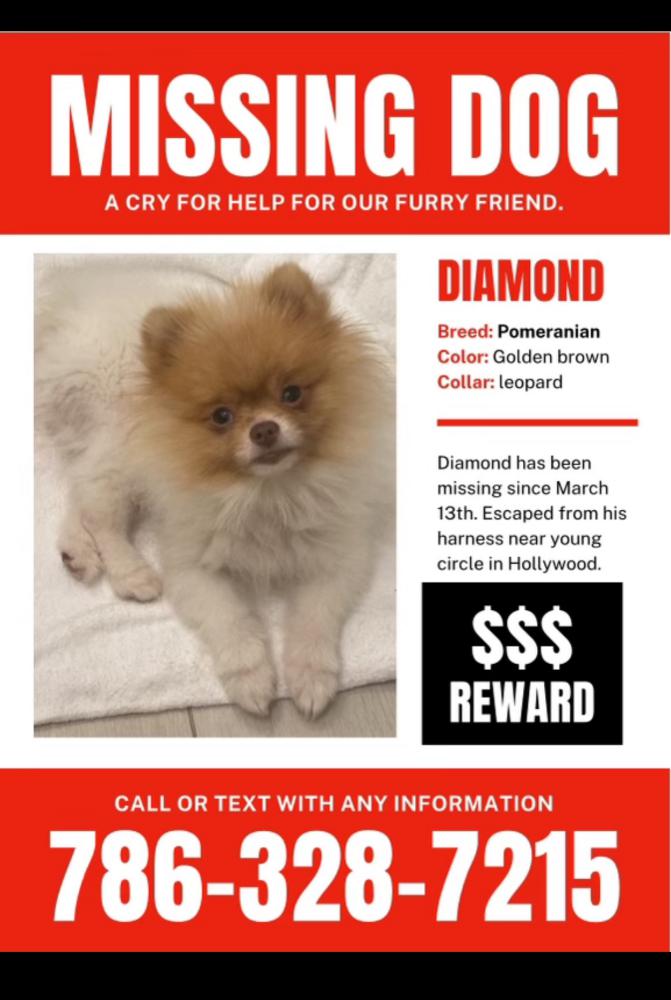 Image of Diamond, Lost Dog