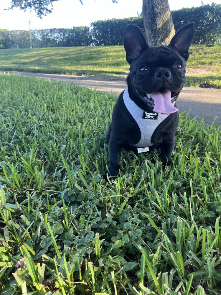 Image of Roco, Lost Dog