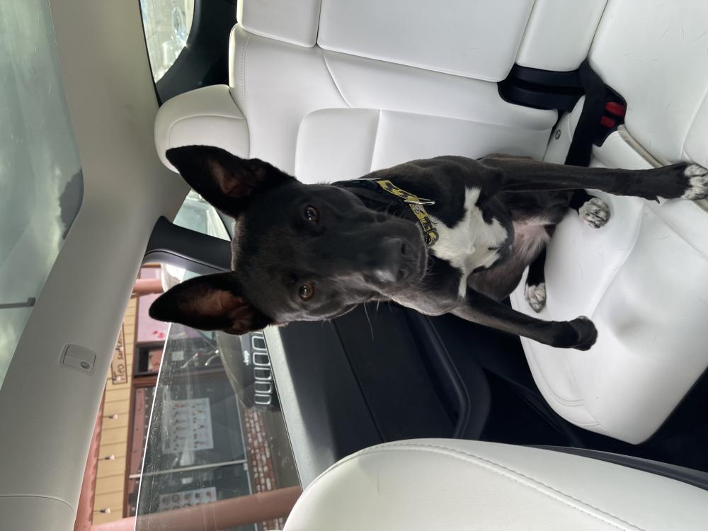 Image of Unknown, Found Dog