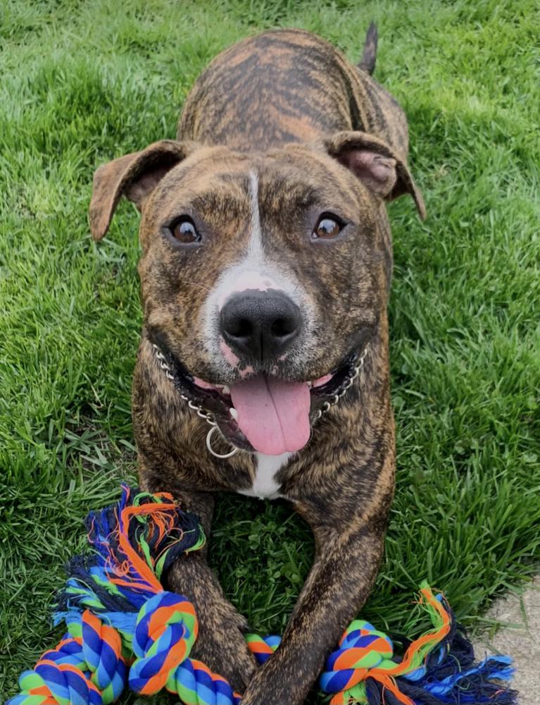 Image of Kaiju, Lost Dog