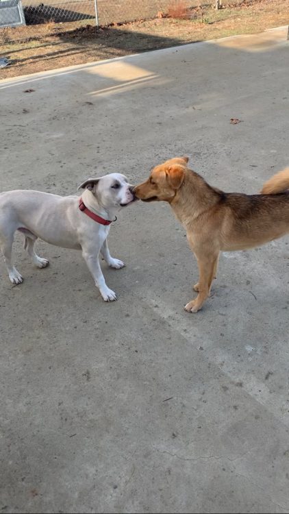 Image of Koda, Lost Dog