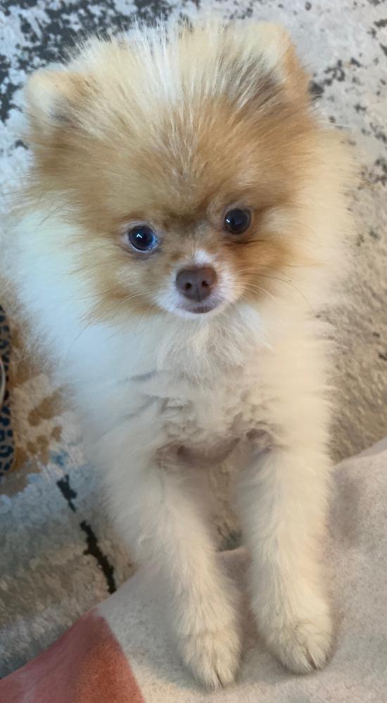 Image of Diamond, Lost Dog
