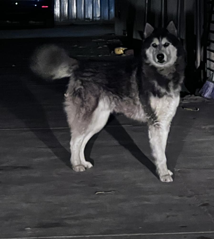 Image of Bamm, Lost Dog