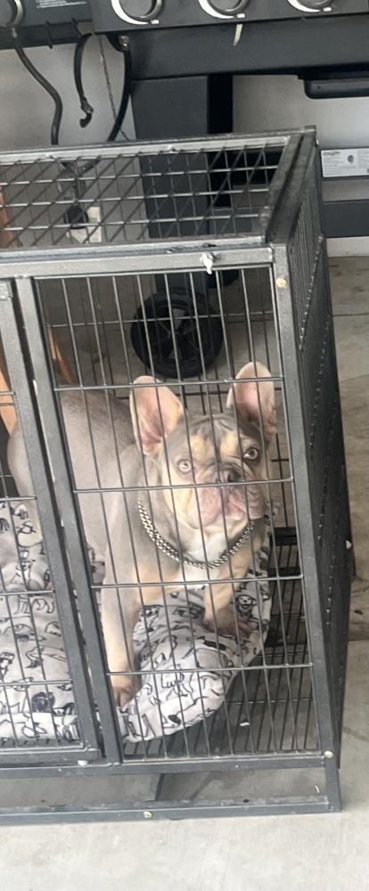Image of Unknown, Found Dog