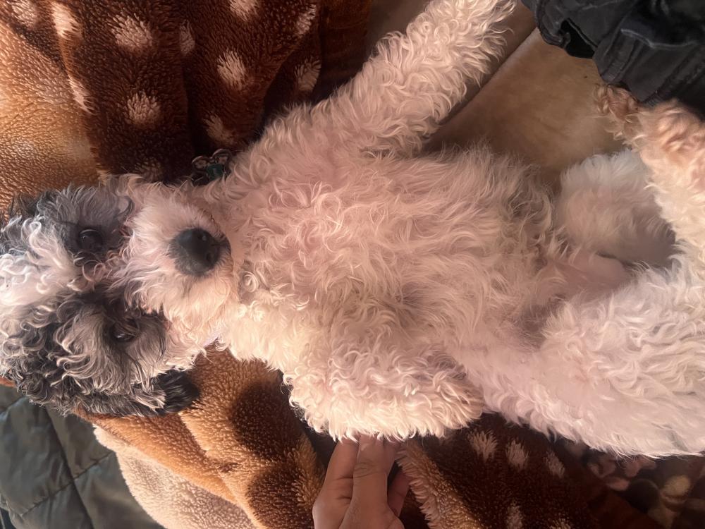 Image of Moofy, Lost Dog