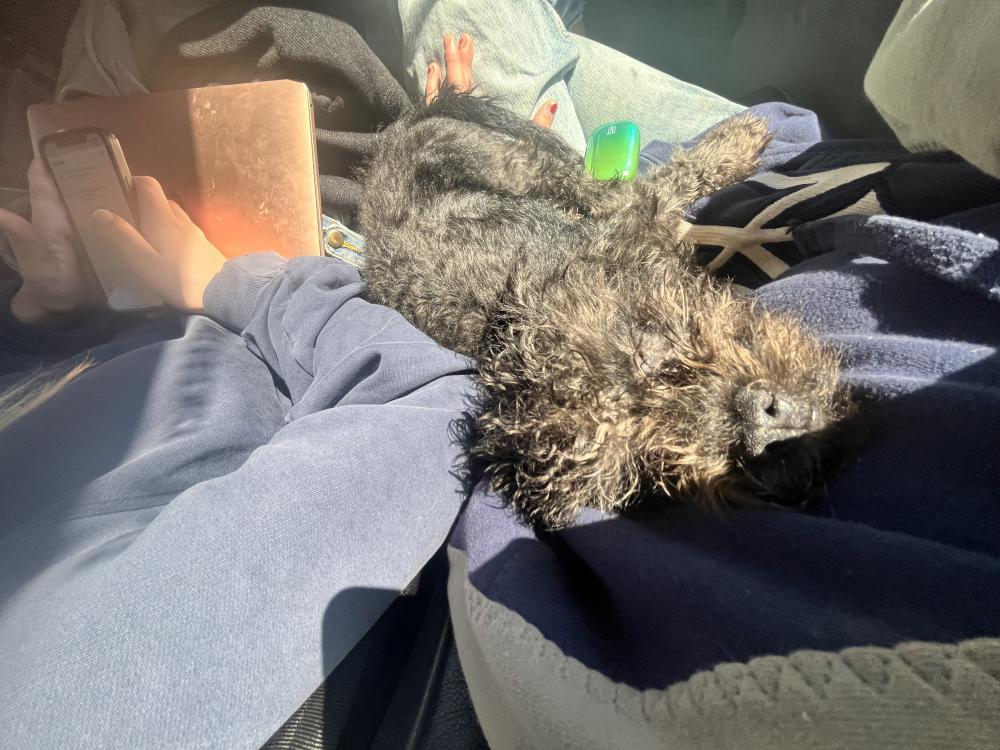 Image of Guiness, Lost Dog