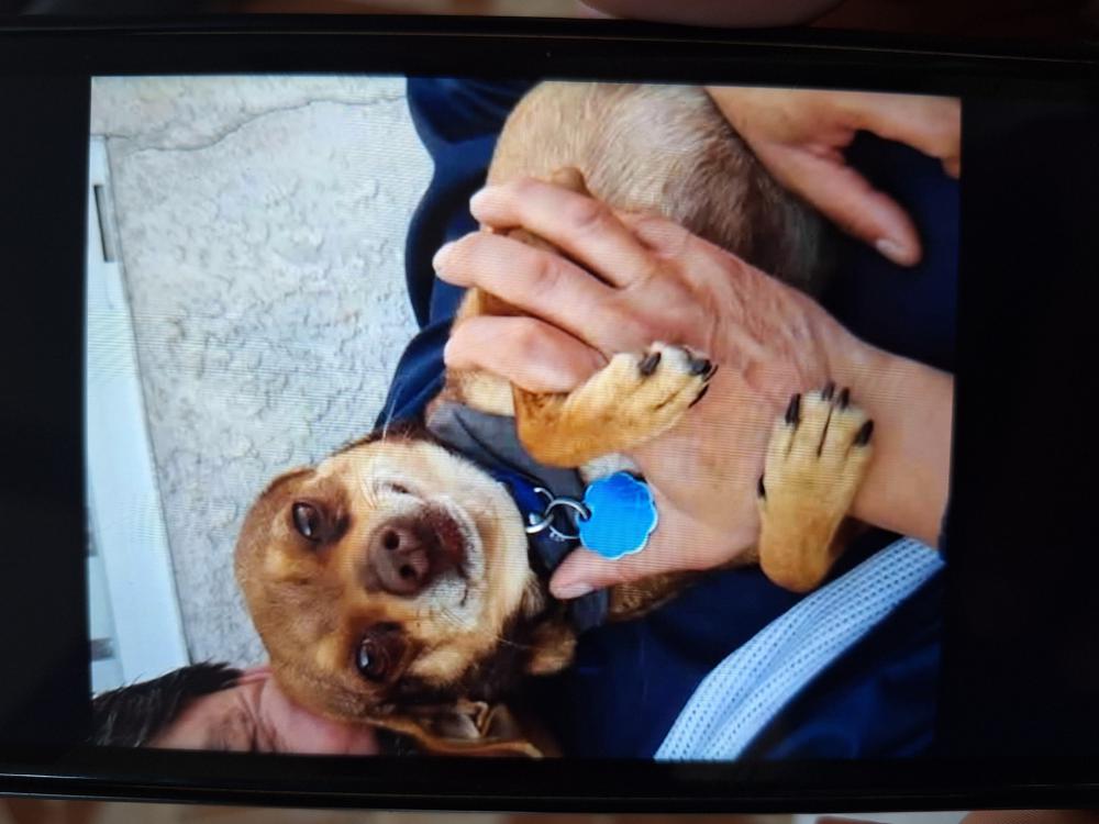 Image of Scuby, Lost Dog