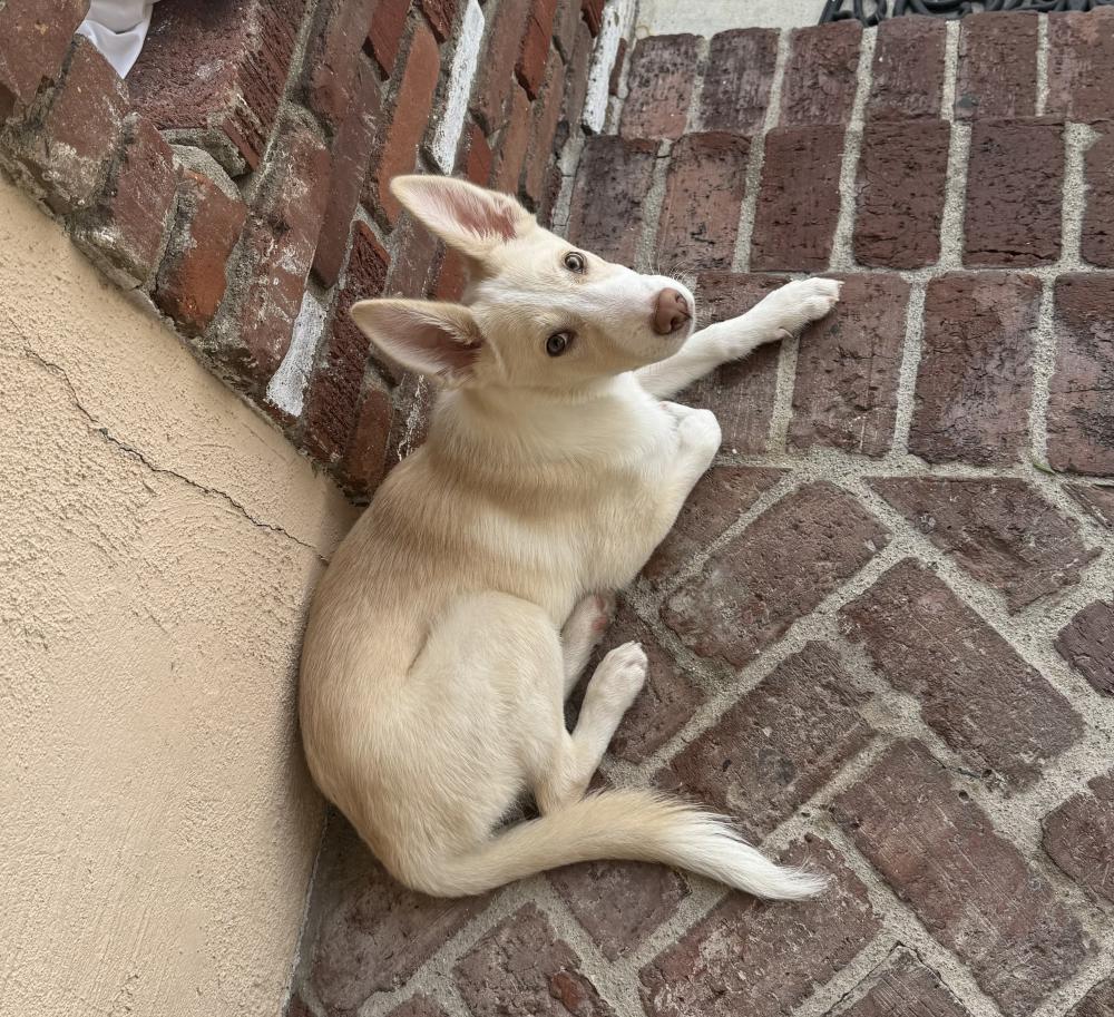Image of Unknown, Found Dog