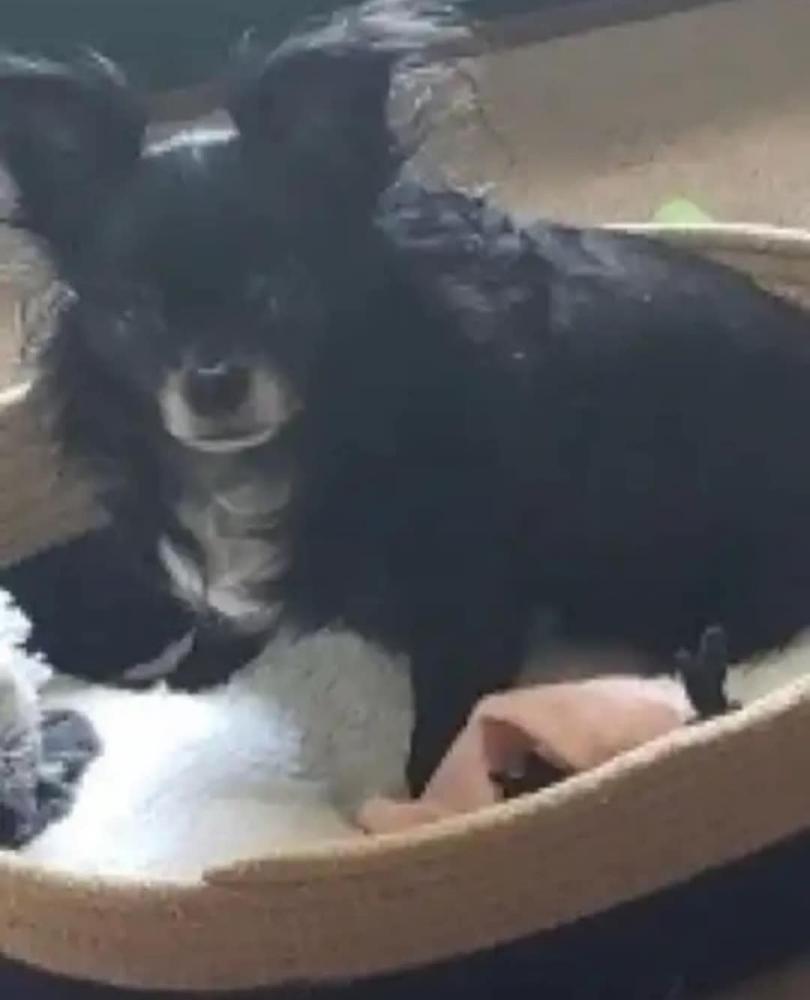 Image of brody, Lost Dog