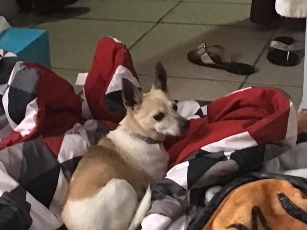 Image of Tinker, Lost Dog