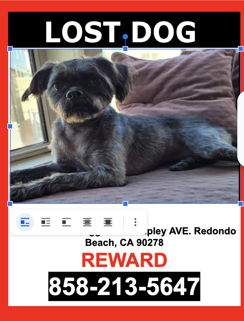 Image of Zoe, Lost Dog