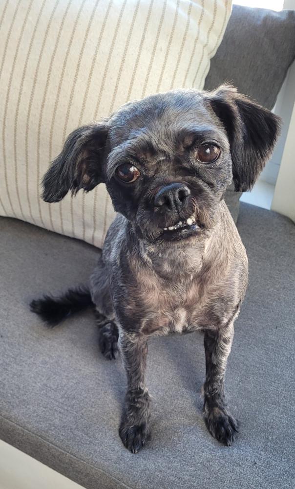 Image of Zoe, Lost Dog