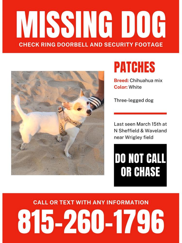 Image of Patches, Lost Dog