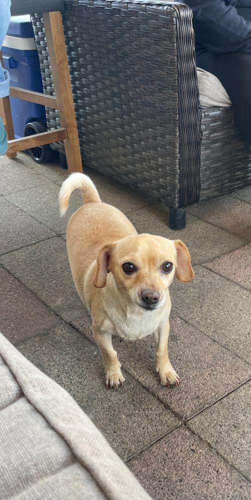 Image of Penelope, Lost Dog