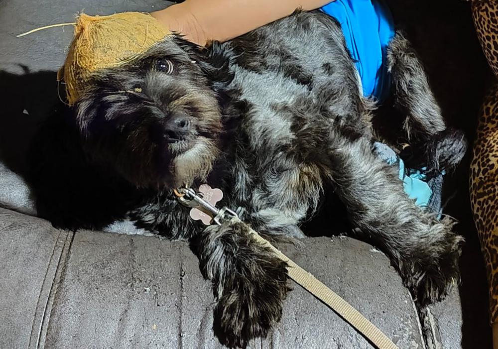 Image of Travie, Lost Dog