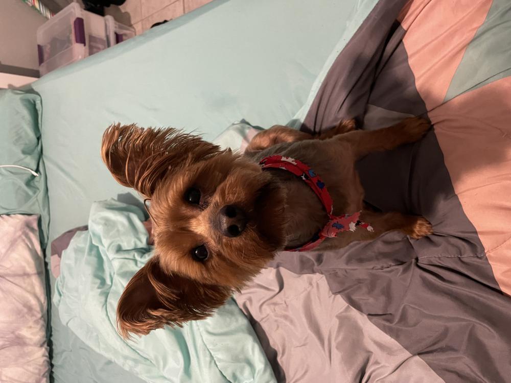 Image of Rusty, Lost Dog