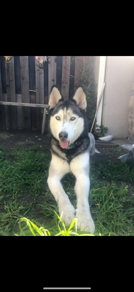 Image of Luna, Lost Dog