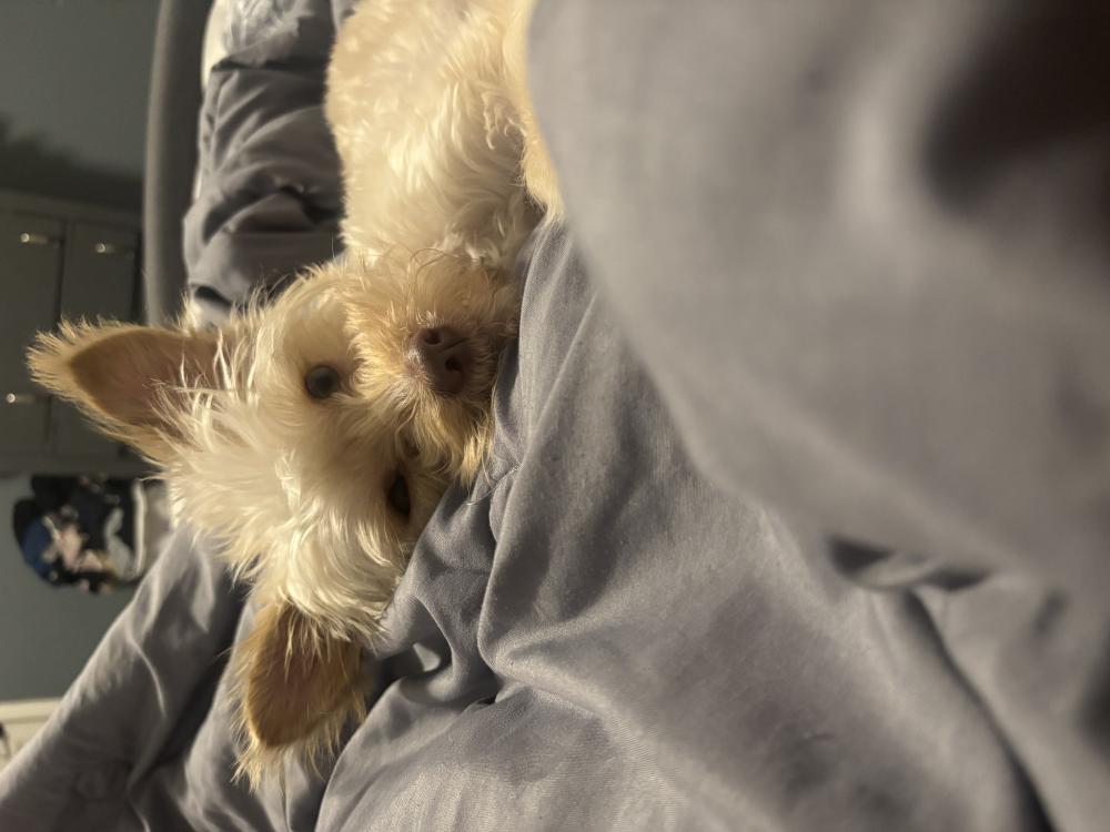 Image of Chloe, Lost Dog