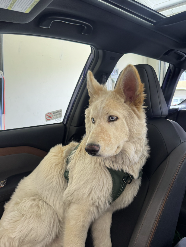 Image of Butter Bam Bam, Lost Dog