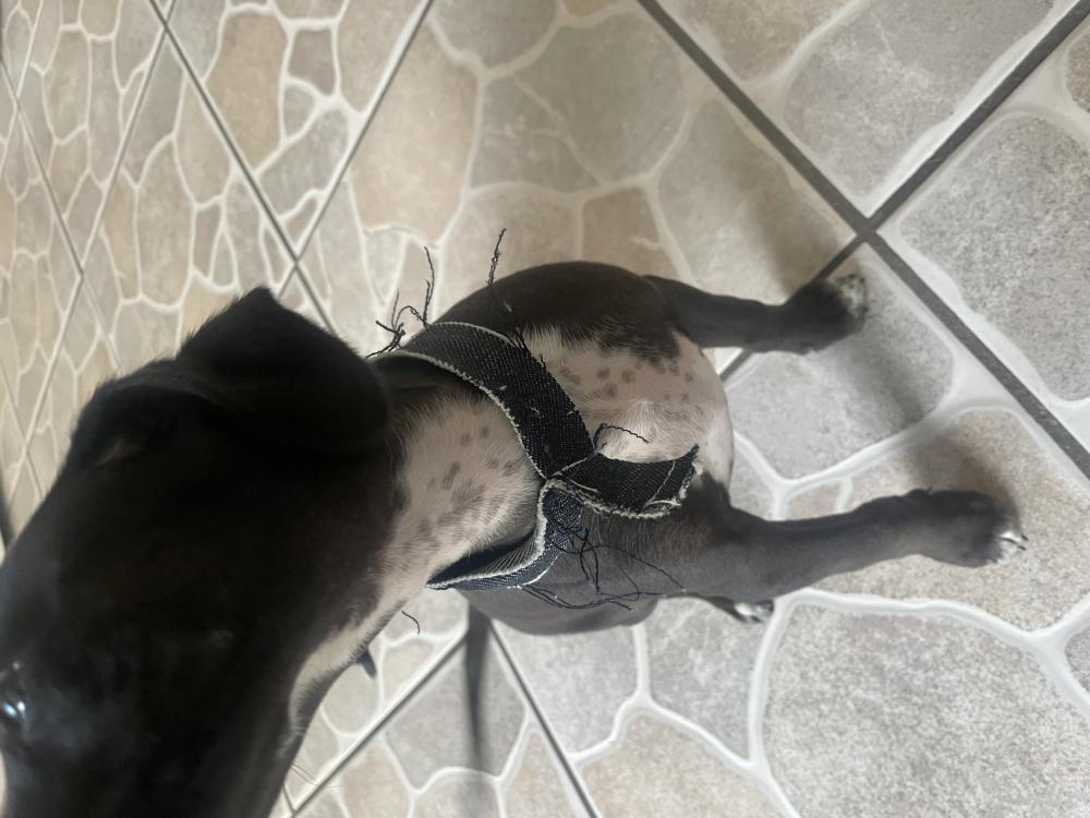 Image of Unknown, Found Dog