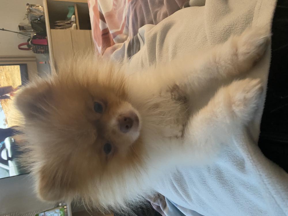 Image of Dianond, Lost Dog