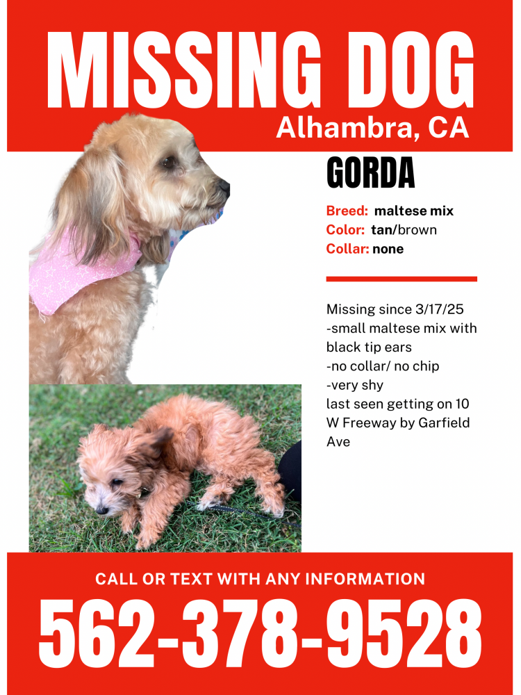Image of Gorda, Lost Dog