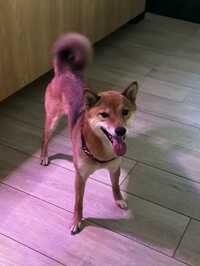 Image of Friday, Lost Dog