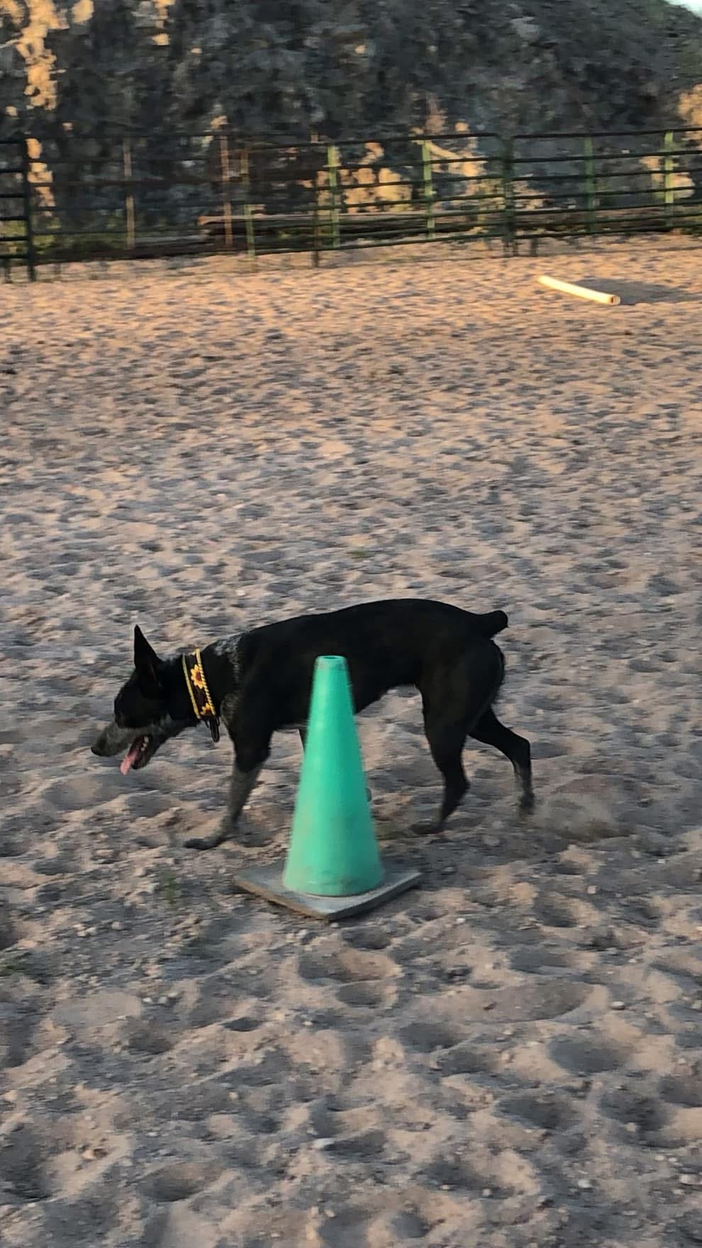 Image of Ruger, Lost Dog