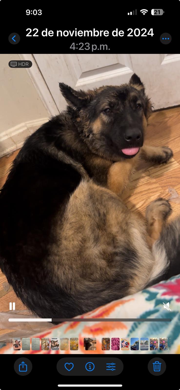 Image of Lola, Lost Dog